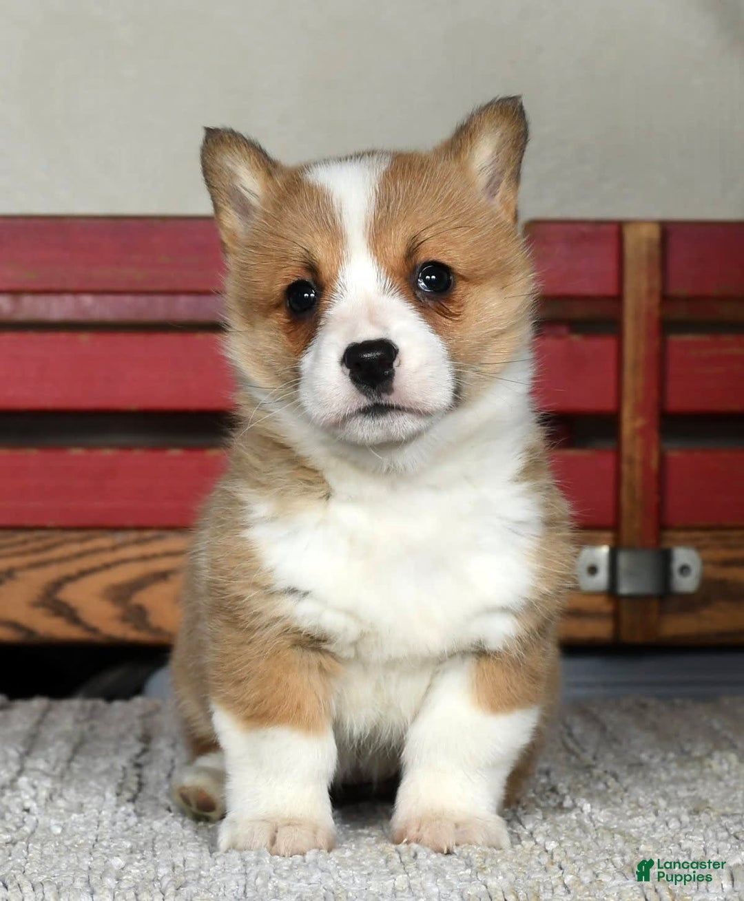 Gallery Image {{count}}