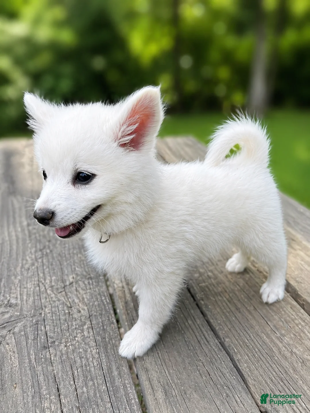 American Eskimo dogs for sale: American Eskimo Puppy 3 ~AVAILABLE NOW - Ad 1