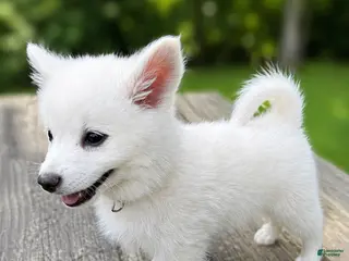 American Eskimo dogs for sale: American Eskimo Puppy 3 ~AVAILABLE NOW - Ad 3