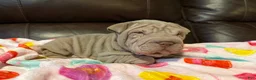 Shar Pei dogs for sale: Romeo - Ad 4