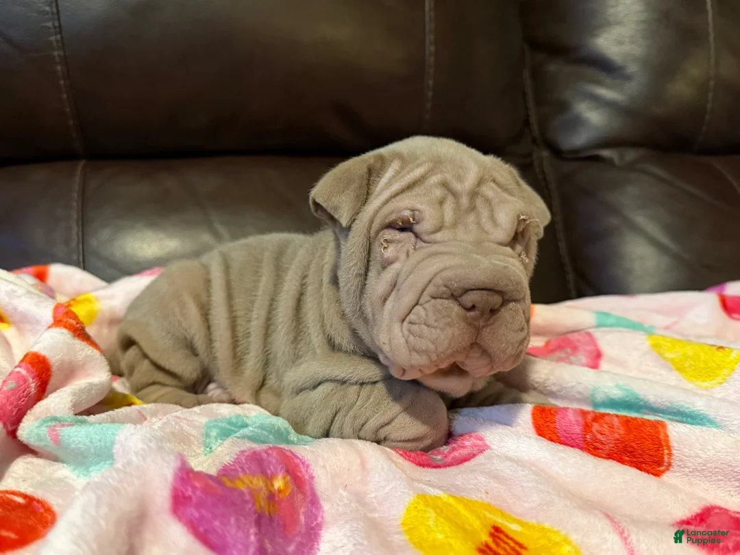 Shar Pei dogs for sale: Romeo - Ad 4