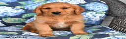 Golden Retriever dogs for sale: Pixie - Ad 1