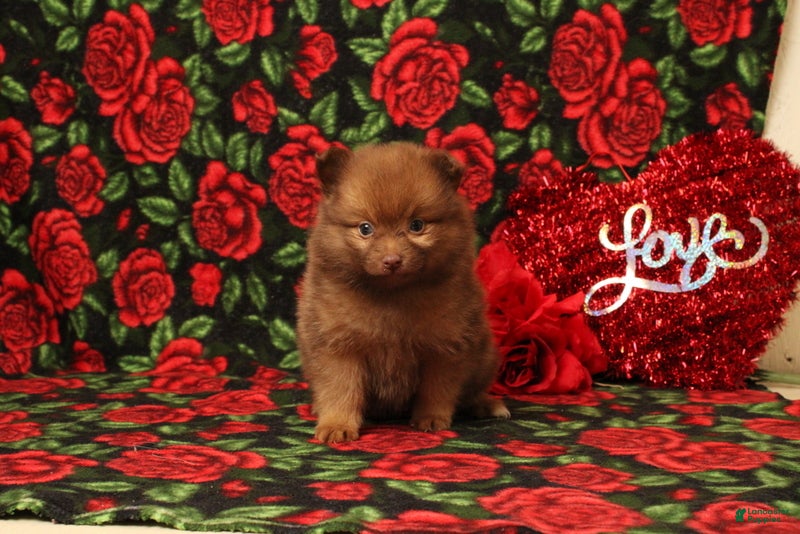 Pomeranian dogs Linnea - Ad 9