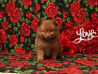 Pomeranian dogs Linnea - Ad 9