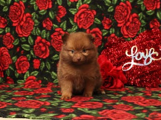 Pomeranian dogs Linnea - Ad 6