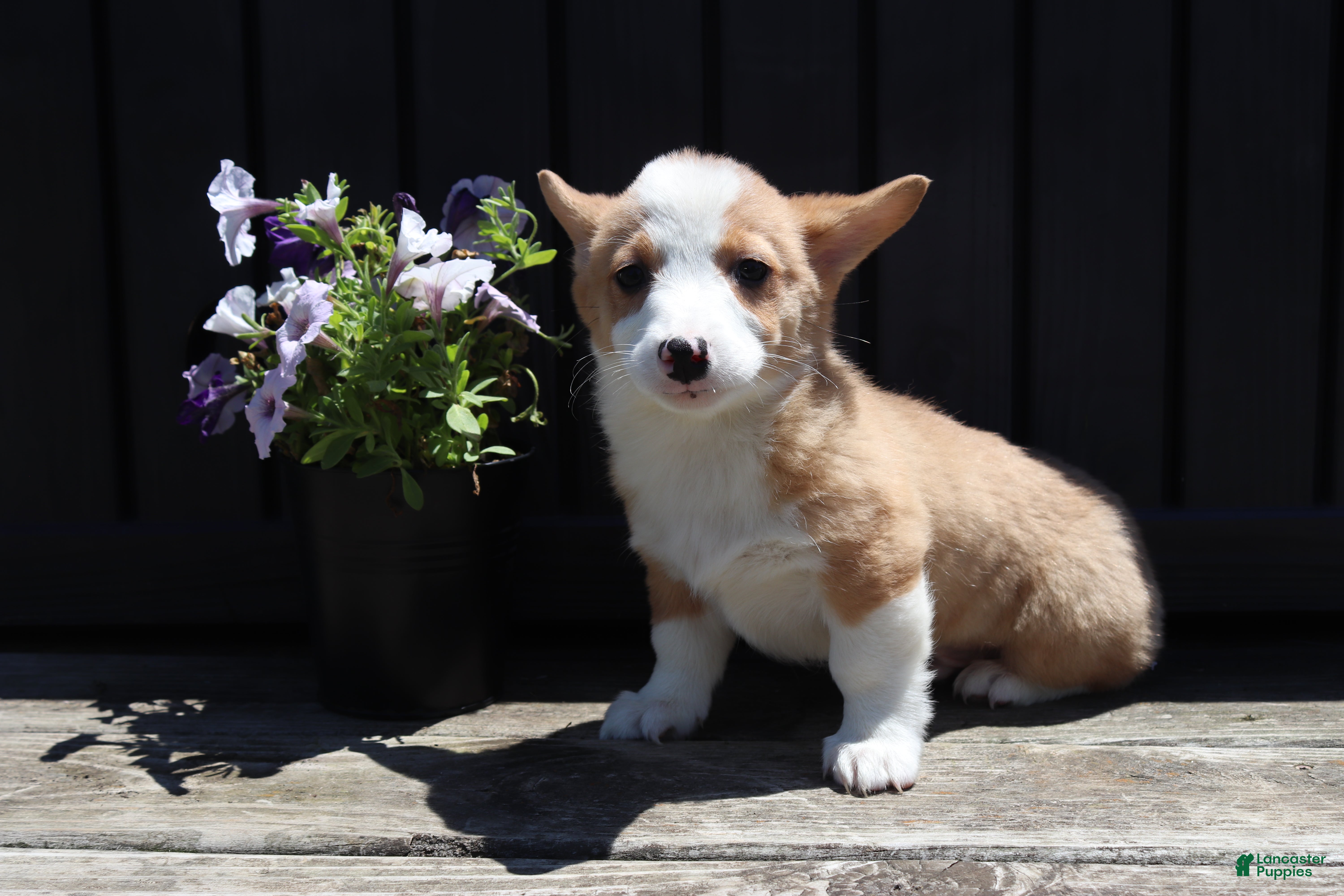 Welsh Corgi Pembroke dogs Seth - Ad 1