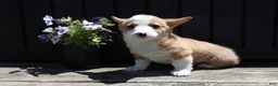 Welsh Corgi Pembroke dogs for sale: Seth - Ad 1