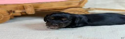 Miniature Dachshund dogs for sale: Black girl - Ad 11
