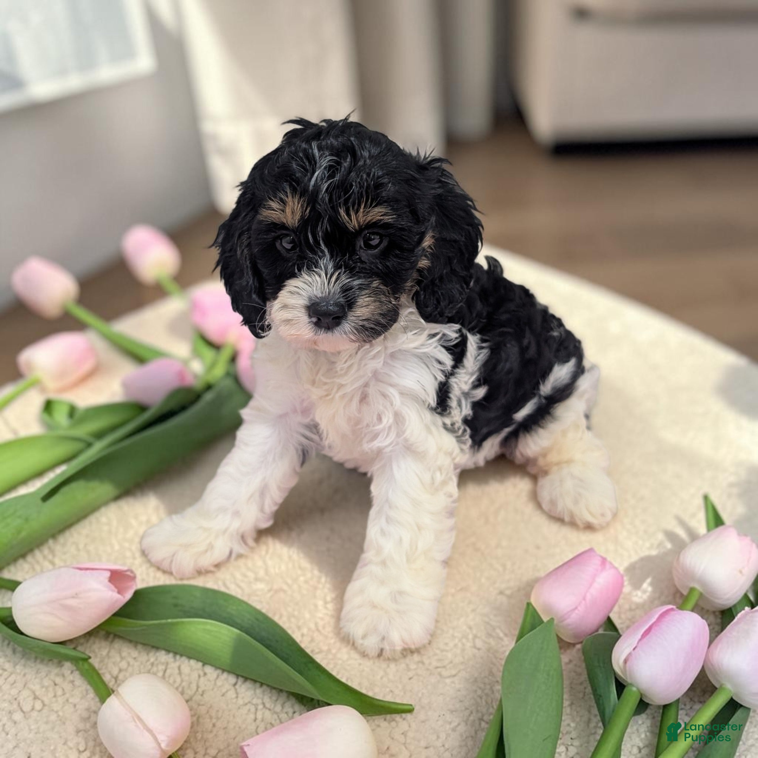 Cavapoo dogs Clover - Ad 1
