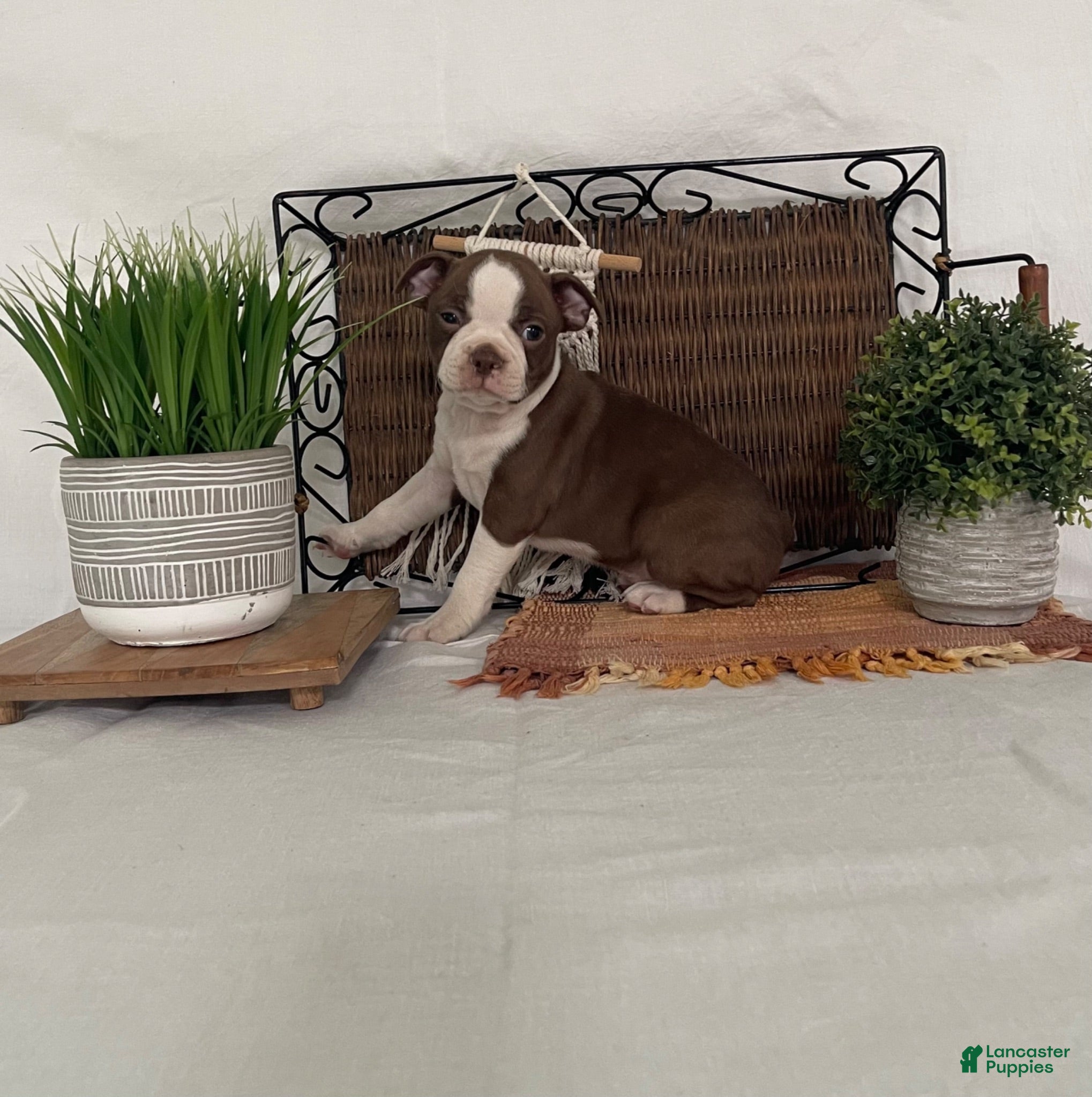 Boston Terrier dogs Dora - Ad 1