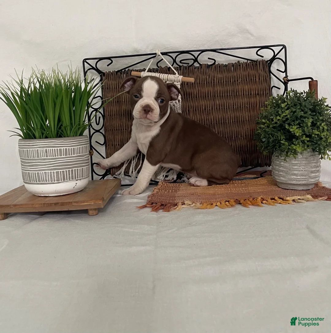 Boston Terrier dogs for sale: Dora - Ad 1