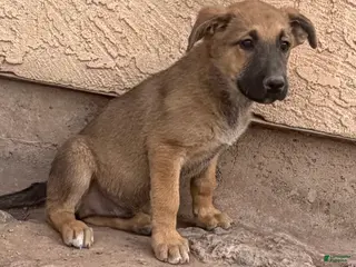 German Shepherd dogs German Shepherd Puppy 1 - Ad 12