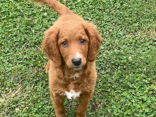 Goldendoodle dogs - Ad 28