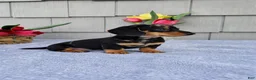 Dachshund dogs for sale: Marabelle - Ad 6