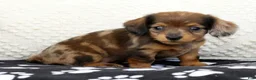 Miniature Dachshund dogs for sale: Lukey - Ad 3