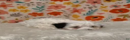 Sheepadoodle dogs for sale: Sara - Ad 7