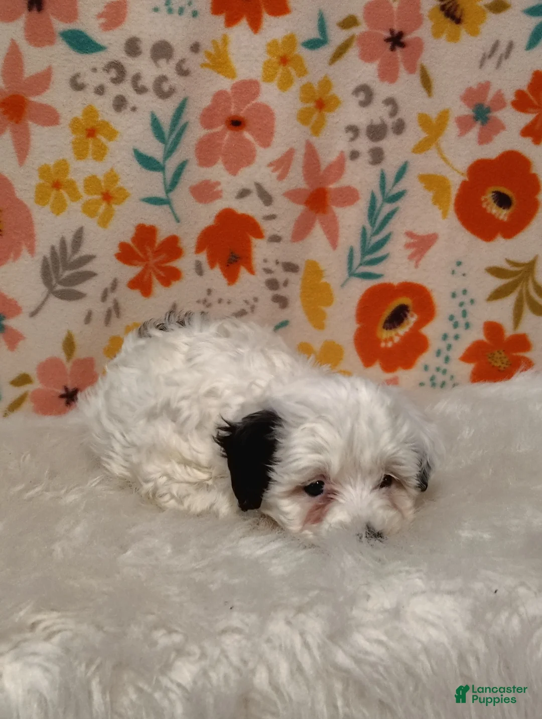Sheepadoodle dogs for sale: Sara - Ad 7