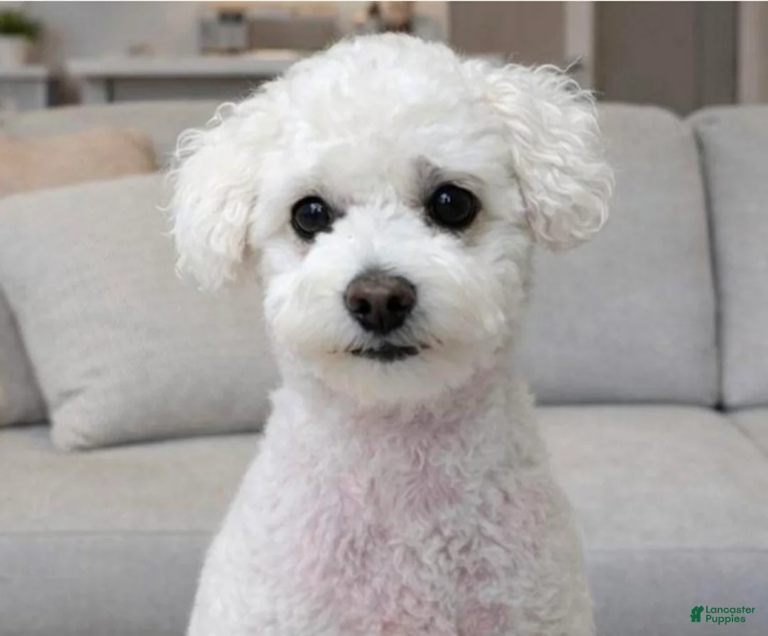 Toy Poodle dogs for sale: Toy Poodle Puppy 2 - Ad 2