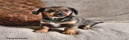 Miniature Dachshund dogs for sale: Dumpling - Ad 1