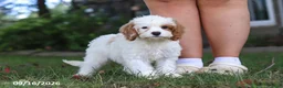 Cavapoochon dogs for sale: Harlow - Ad 3