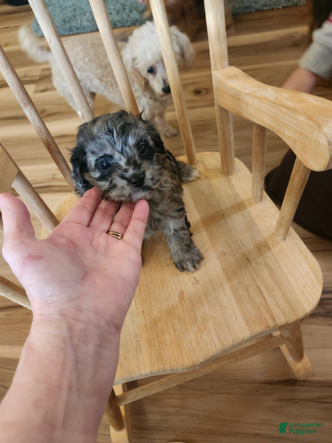 Mini Goldendoodle dogs for sale: Mini Goldendoodle Puppy 3 - Ad 3