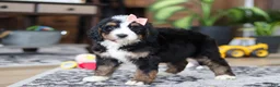 Bernedoodle dogs for sale: Lulu - Ad 1