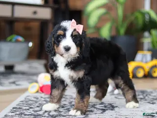 Bernedoodle dogs for sale: Lulu - Ad 1
