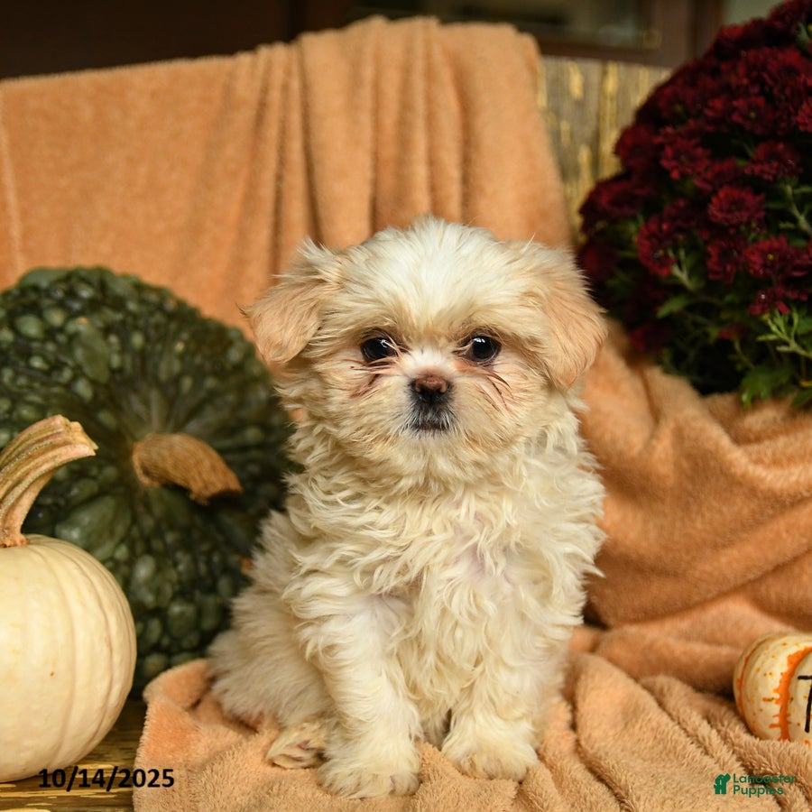 Shihpoo dogs Comet - Ad 38