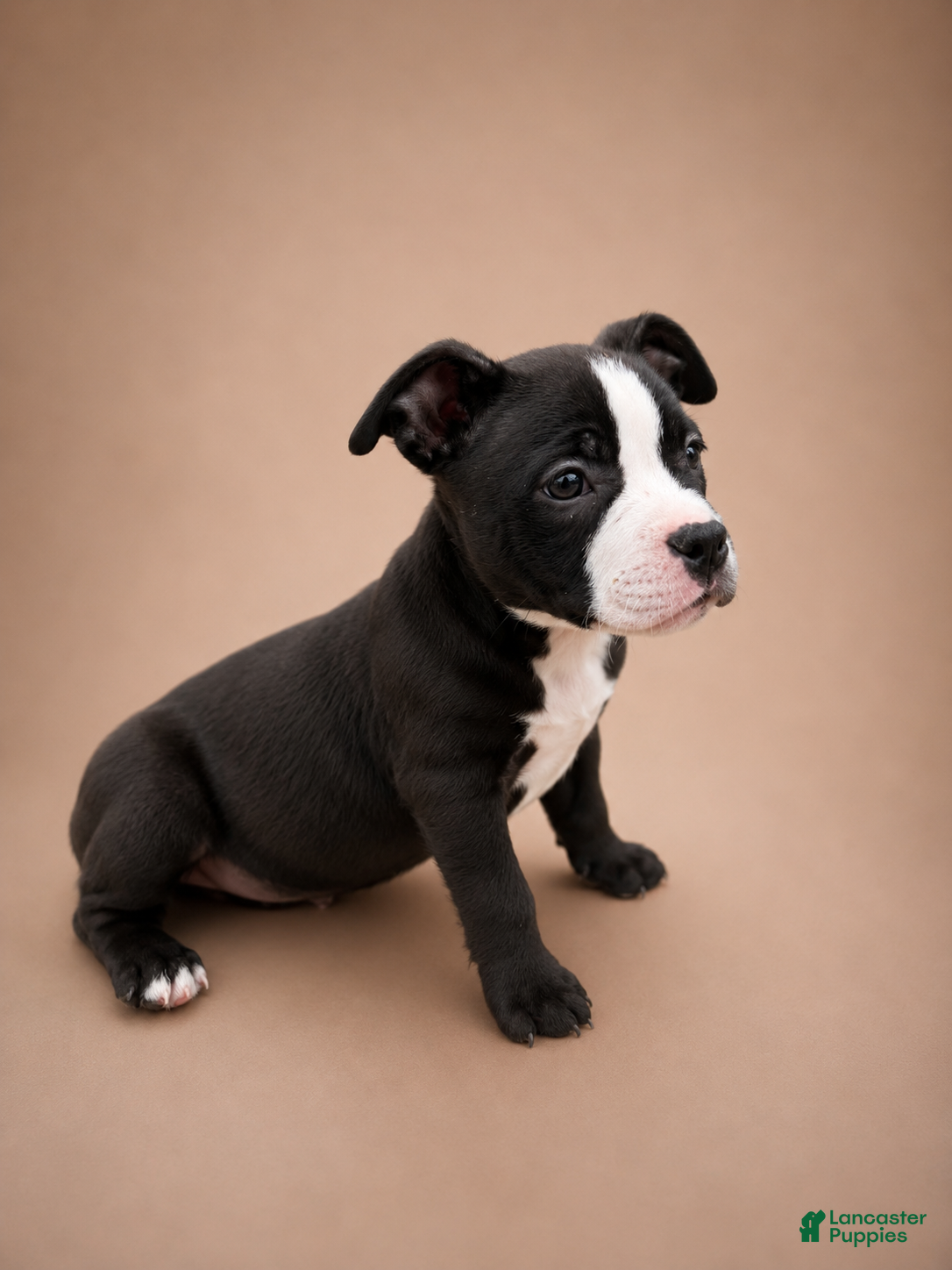 American Bully dogs Chanel - Ad 1