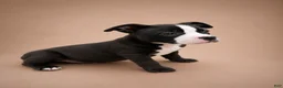 American Bully dogs for sale: Chanel - Ad 1