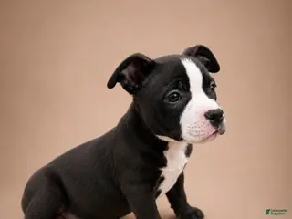 American Bully dogs for sale: Chanel - Ad 1