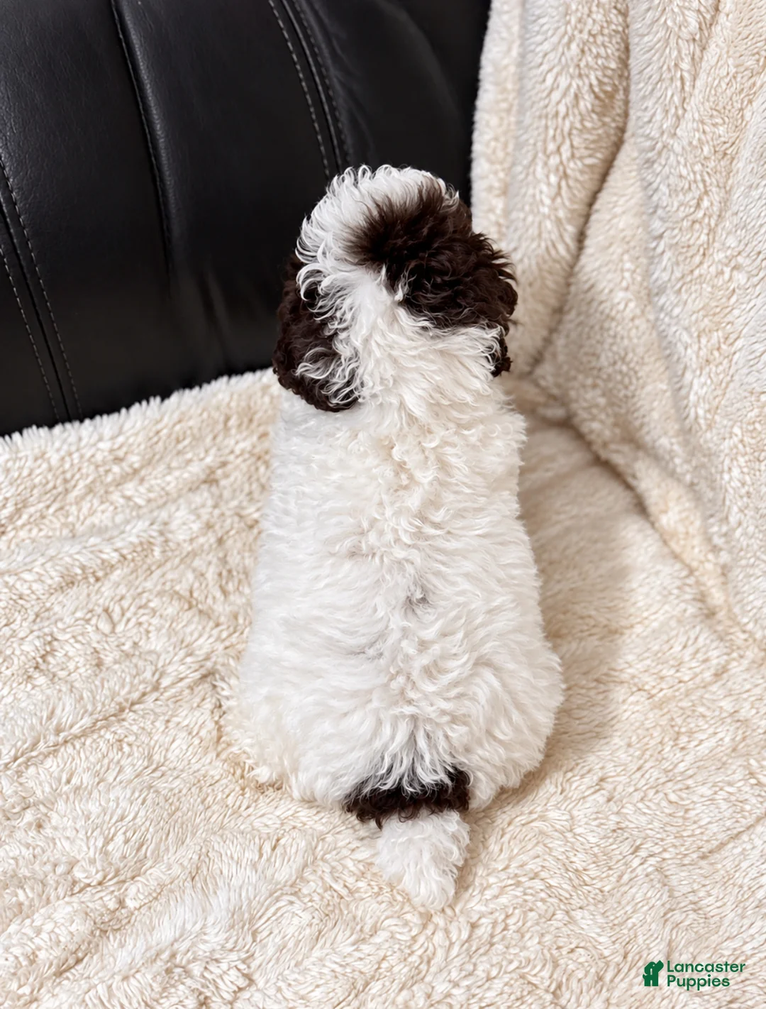 Toy Poodle dogs for sale: Oreo - Ad 2