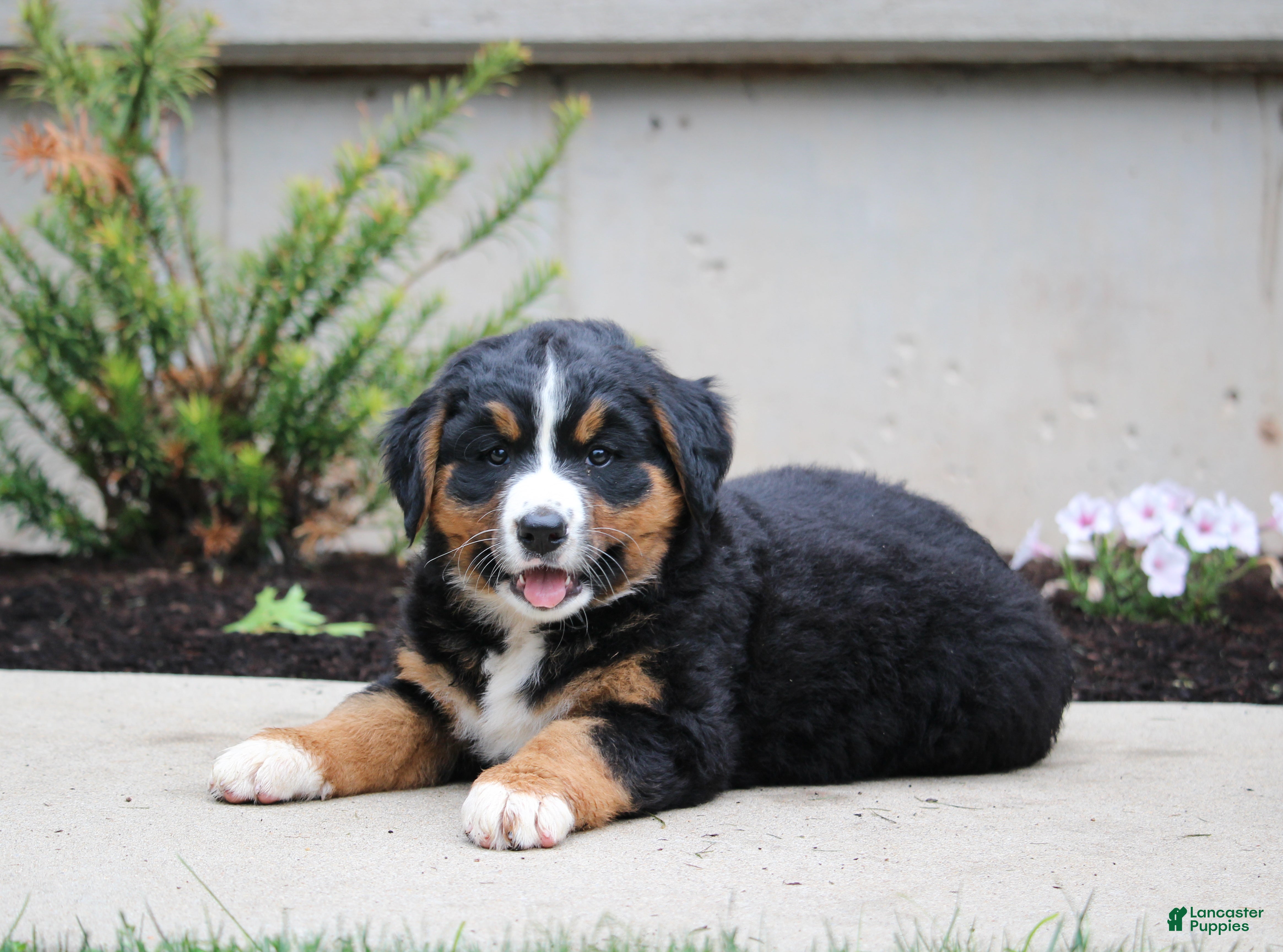 Mixed Breed dogs for sale: Chloe - Ad 3