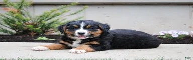 Chloe