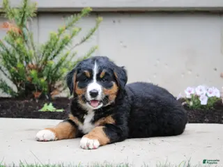 Mixed Breed dogs for sale: Chloe - Ad 3