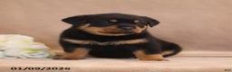 Rottweiler dogs for sale: Tirzah - Ad 5