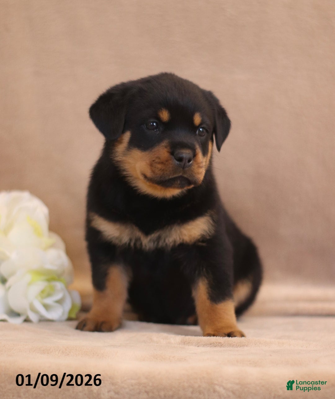 Rottweiler dogs for sale: Tirzah - Ad 5