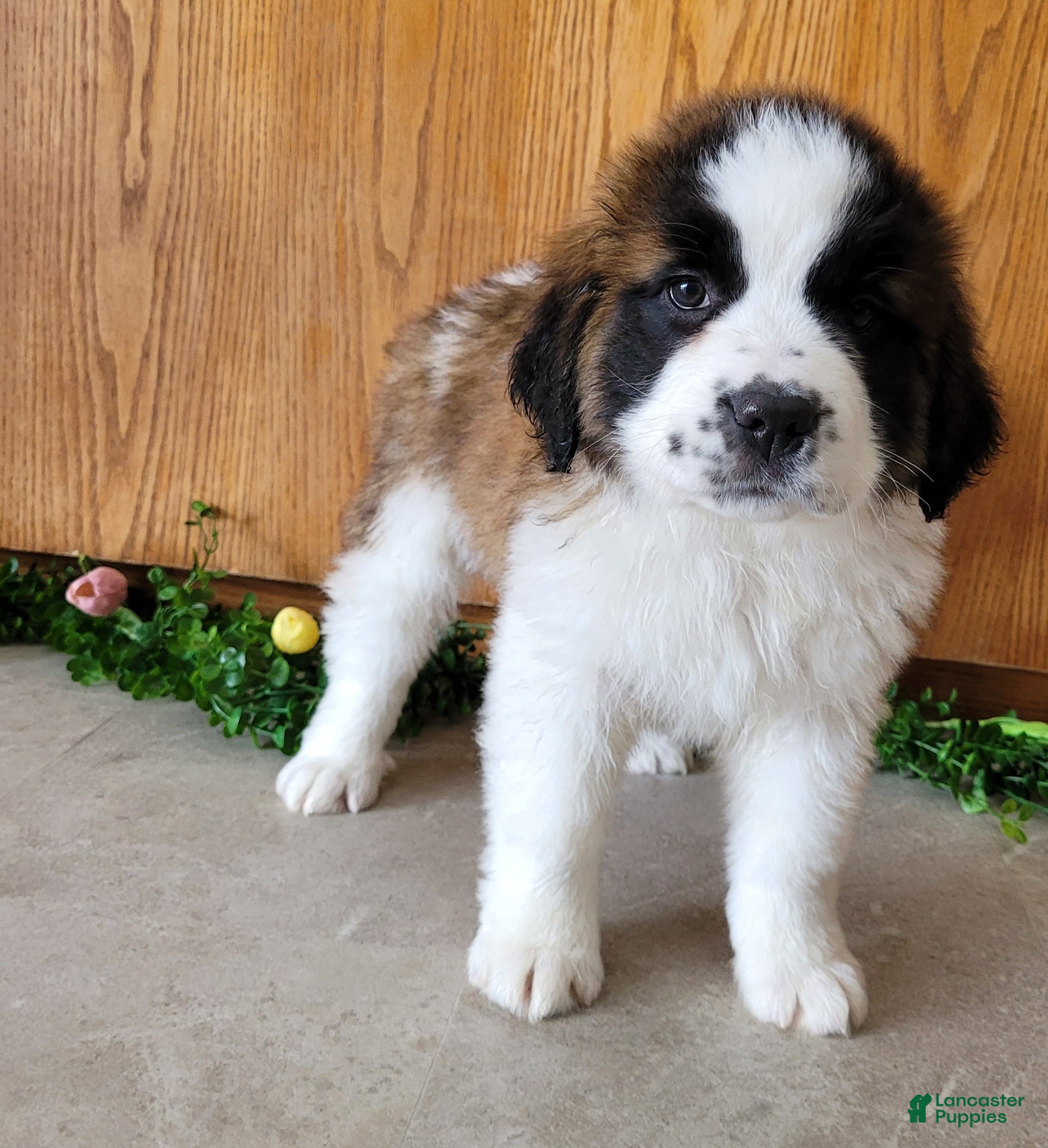 Saint Bernard dogs Ember - Ad 1