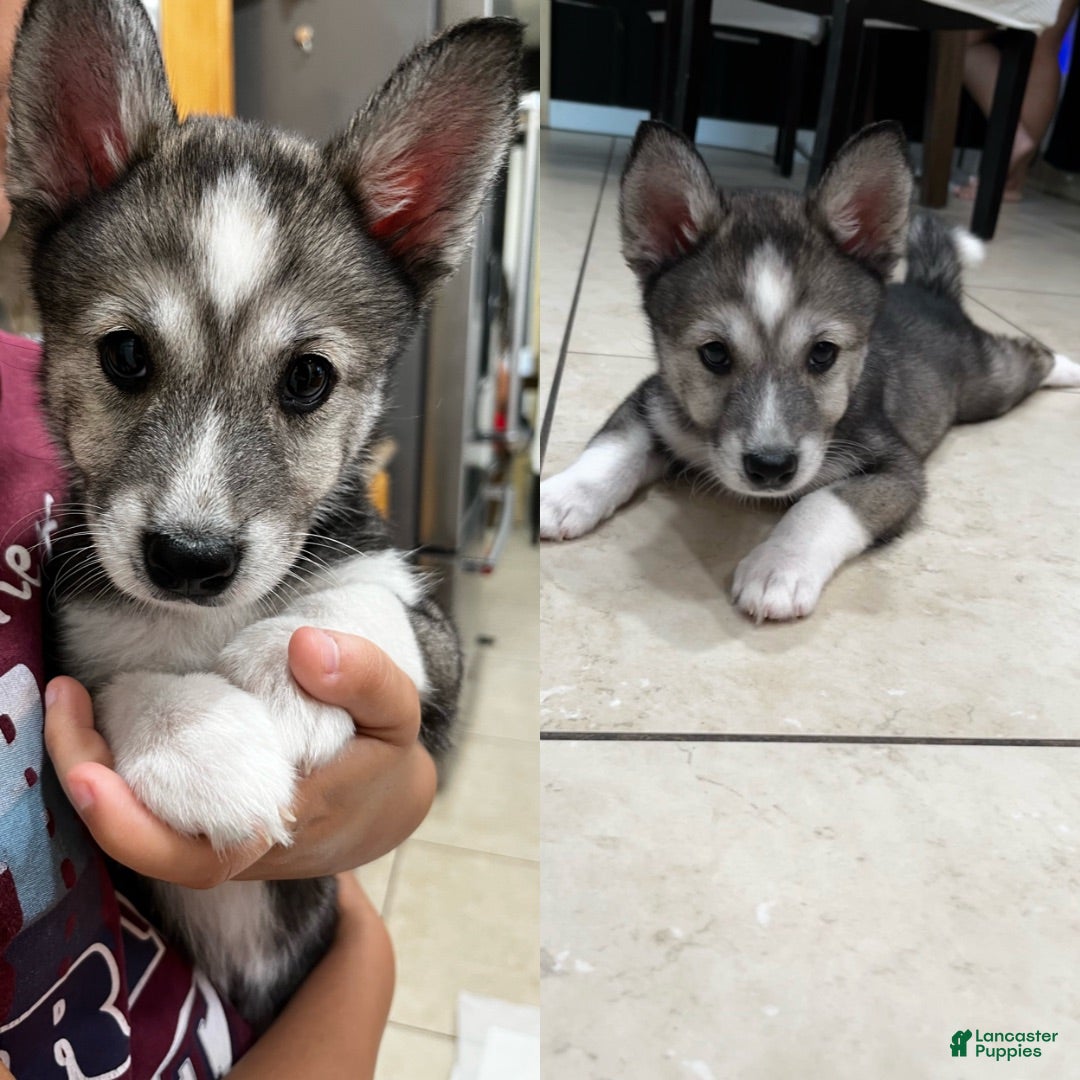 Siberian Husky dogs Siberian Husky 6 - Ad 40