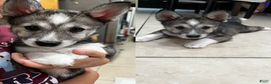 Siberian Husky 6