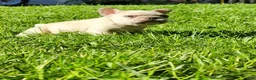 French Bulldog dogs for sale: Mello - Ad 8