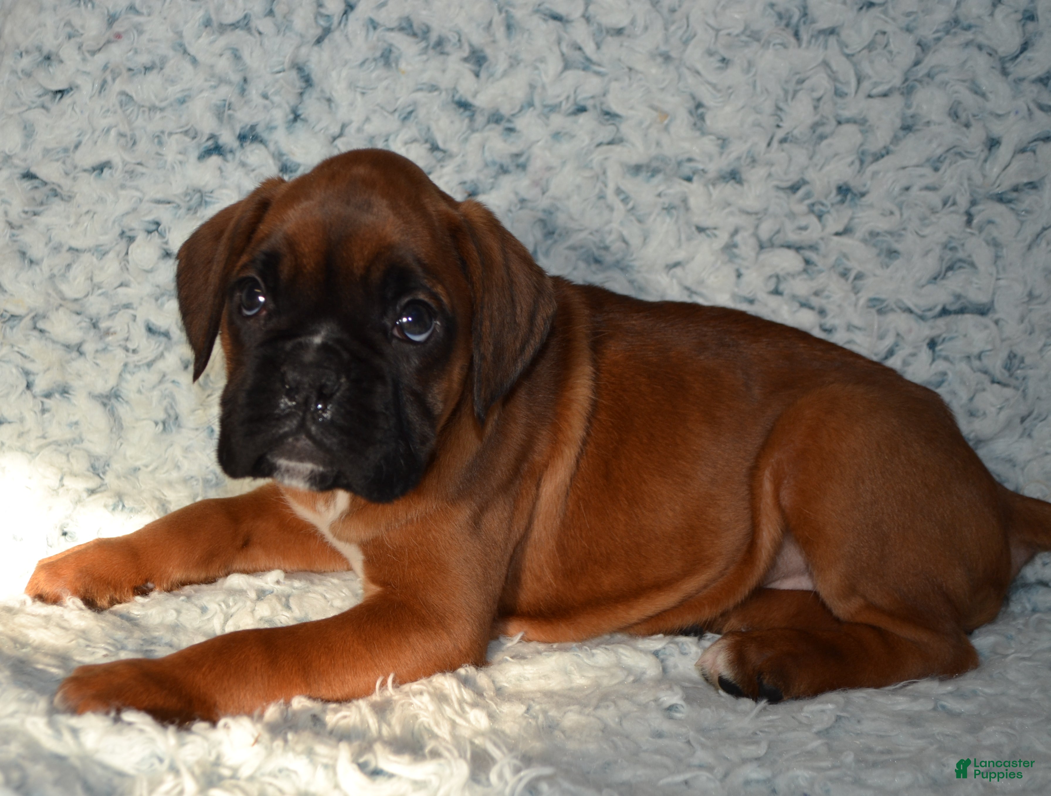 Boxer dogs Riley - Ad 29