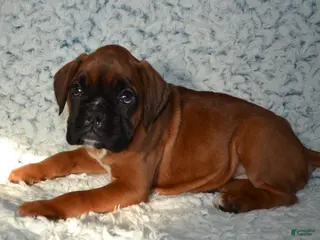 Boxer dogs Riley - Ad 29