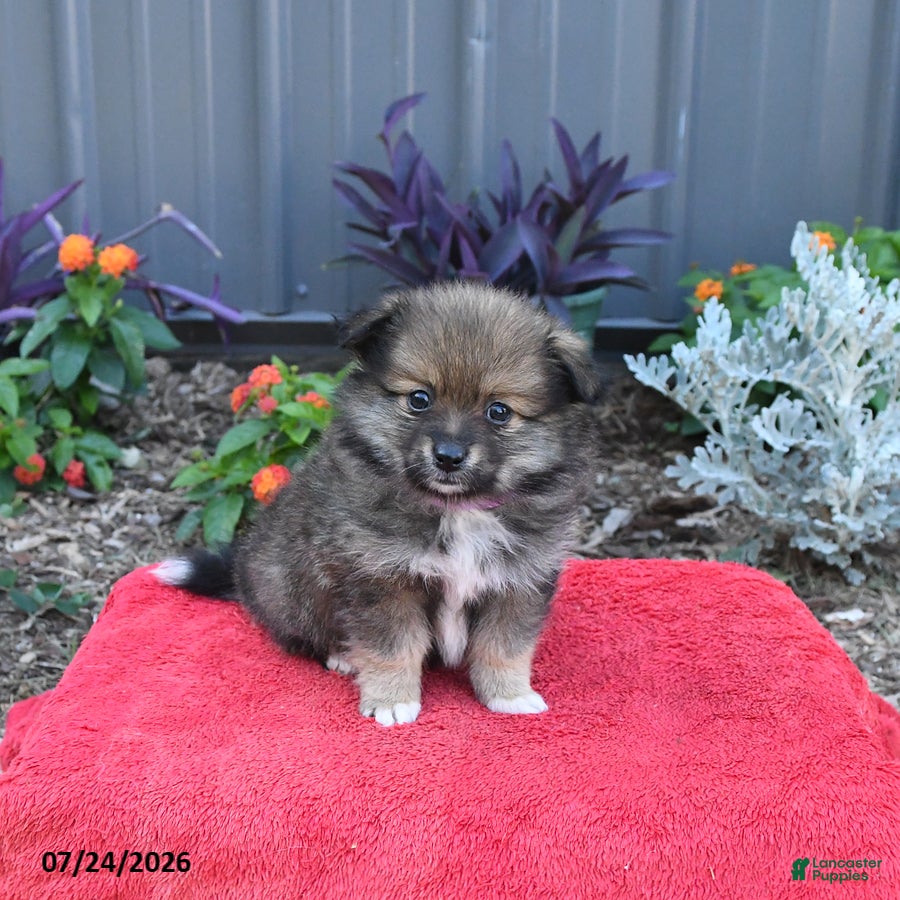 Pomeranian dogs Holly - Ad 1