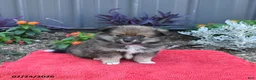 Pomeranian dogs for sale: Holly - Ad 1