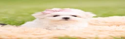 Maltese dogs for sale: Poppy AKC - Ad 5