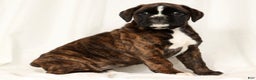 Boxer dogs for sale: Bree - Ad 2