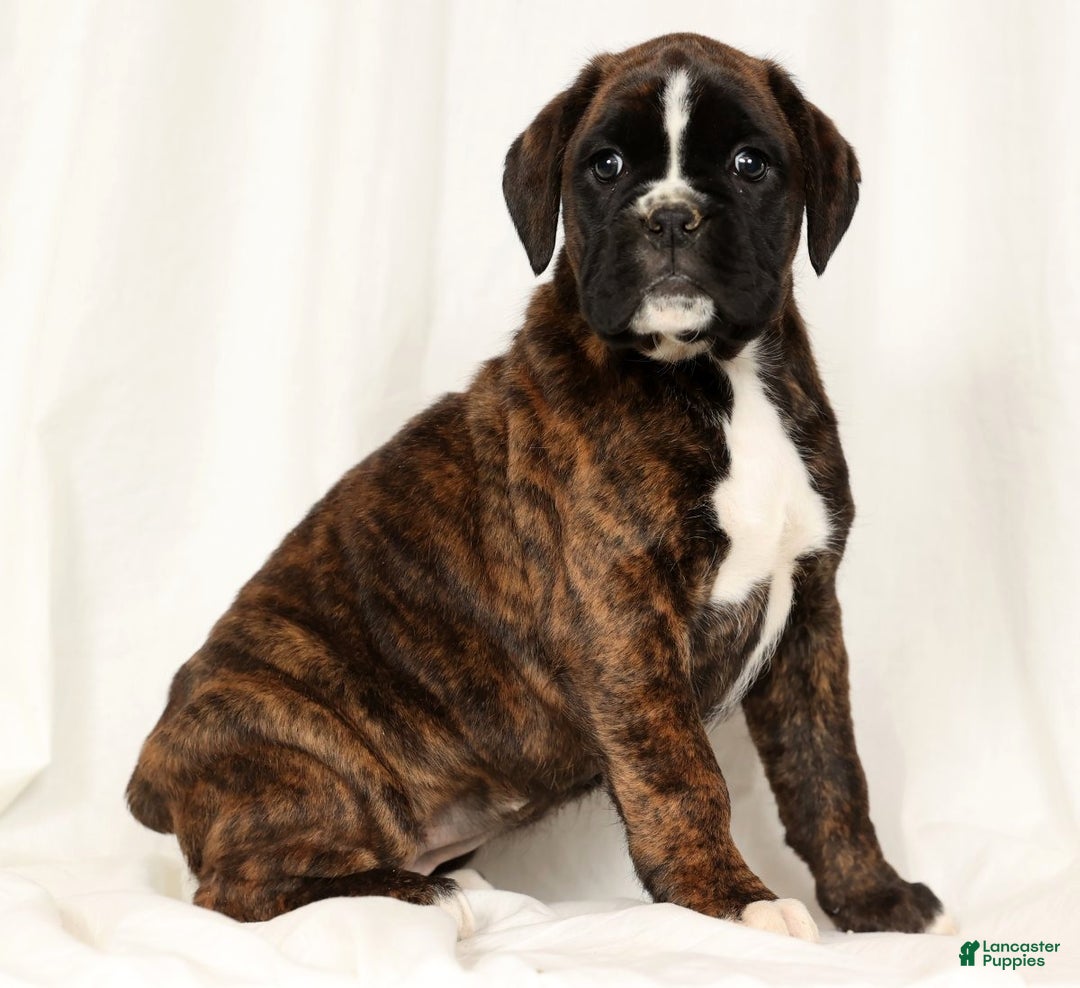 Boxer dogs for sale: Bree - Ad 2