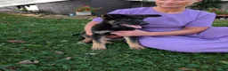 German Shepherd dogs for sale: Mati - Ad 7