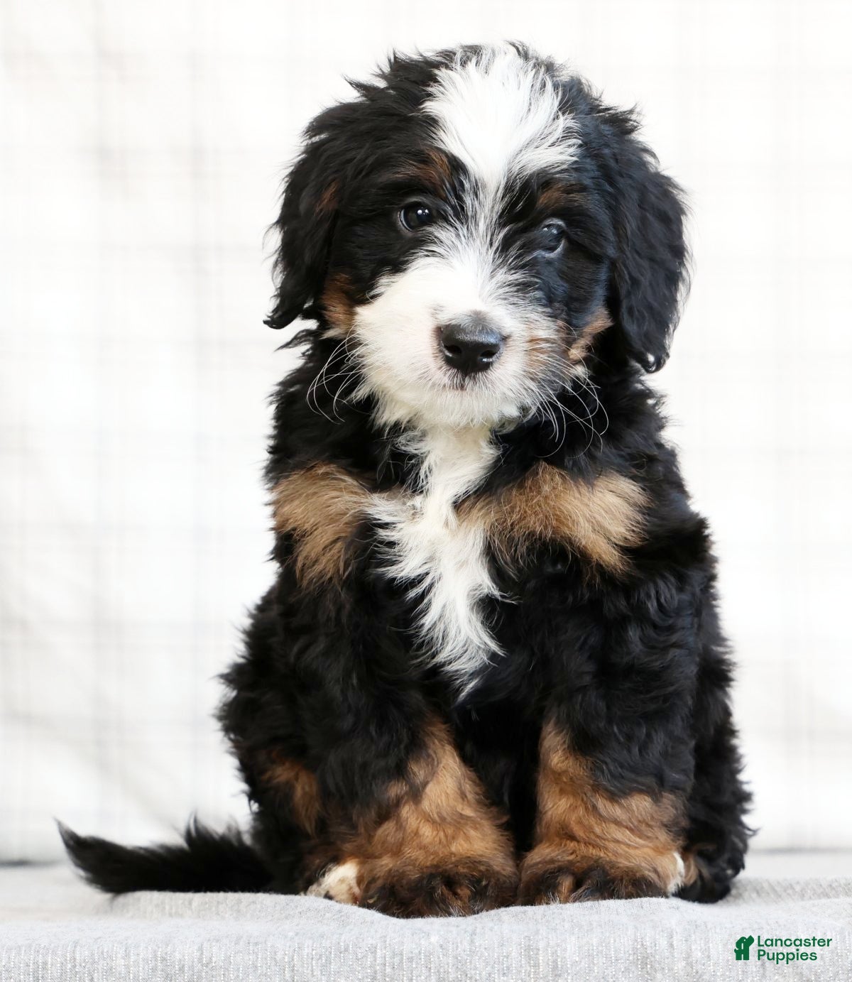 Mini Bernedoodle dogs Reid - Ad 1